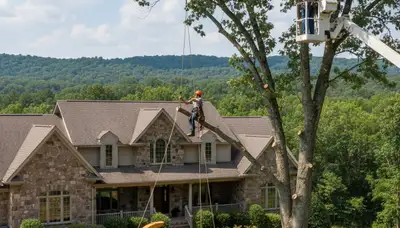 Tree service crew in Philadelphia, PA handling professional tree removal for a local property