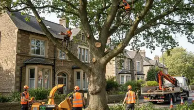 Philadelphia, PA tree service crew removing a tree for safe residential property protection