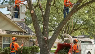 Philadelphia tree trimming service worker pruning branches for property safety and tree health