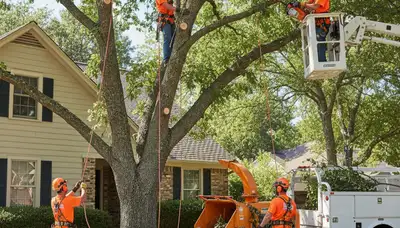 Professional tree trimming service in Philadelphia, PA for safe, healthy tree care