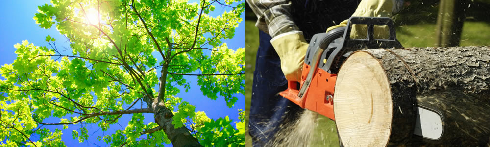 Tree Services Oaklyn